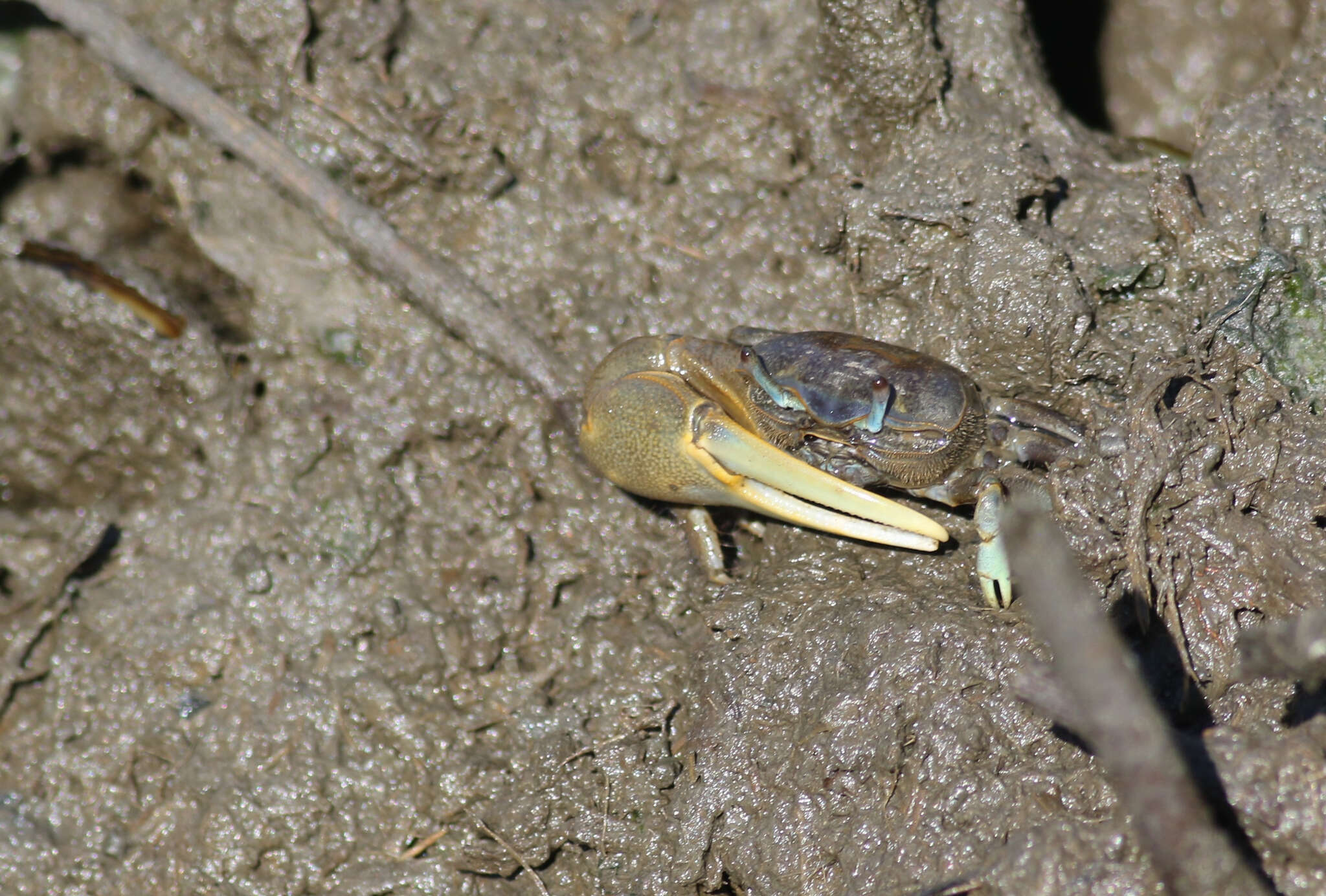 Image of Atlantic Marsh Fiddler Crab