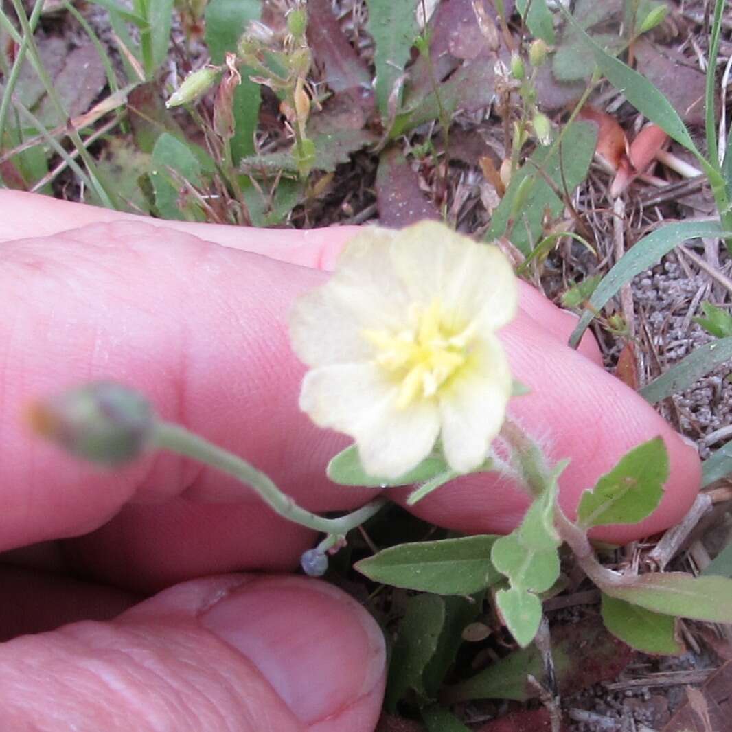 Imagem de Oenothera laciniata Hill