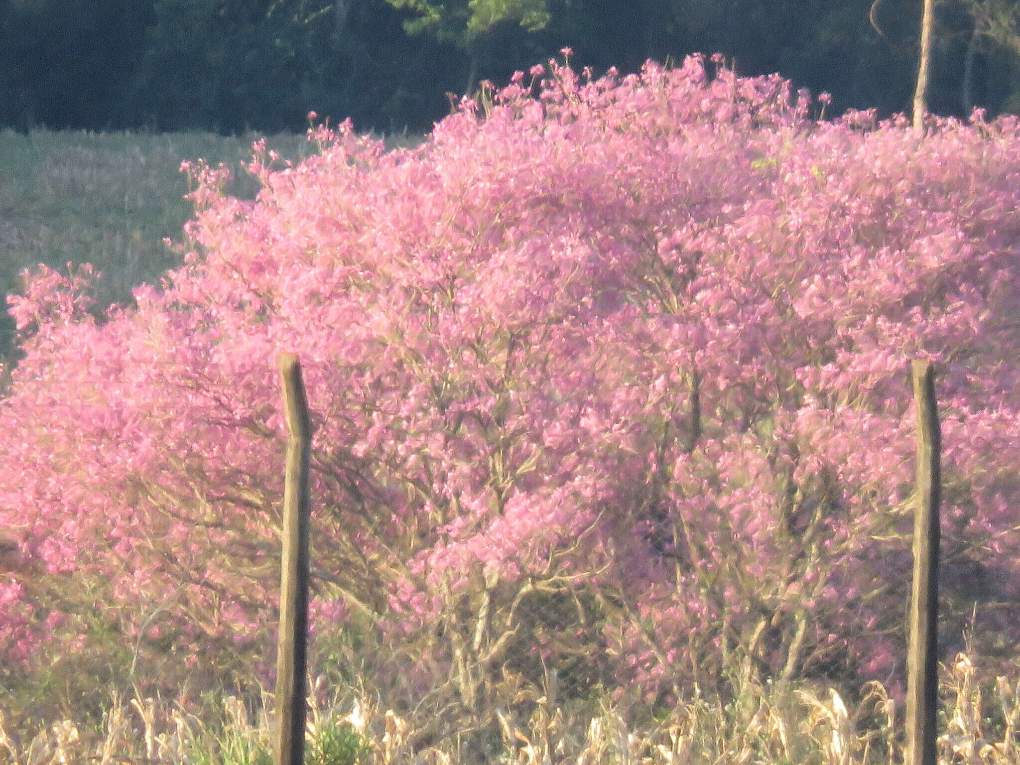 Imagem de Handroanthus heptaphyllus (Mart.) Mattos