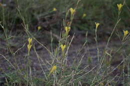 Слика од Lactuca viminea subsp. viminea