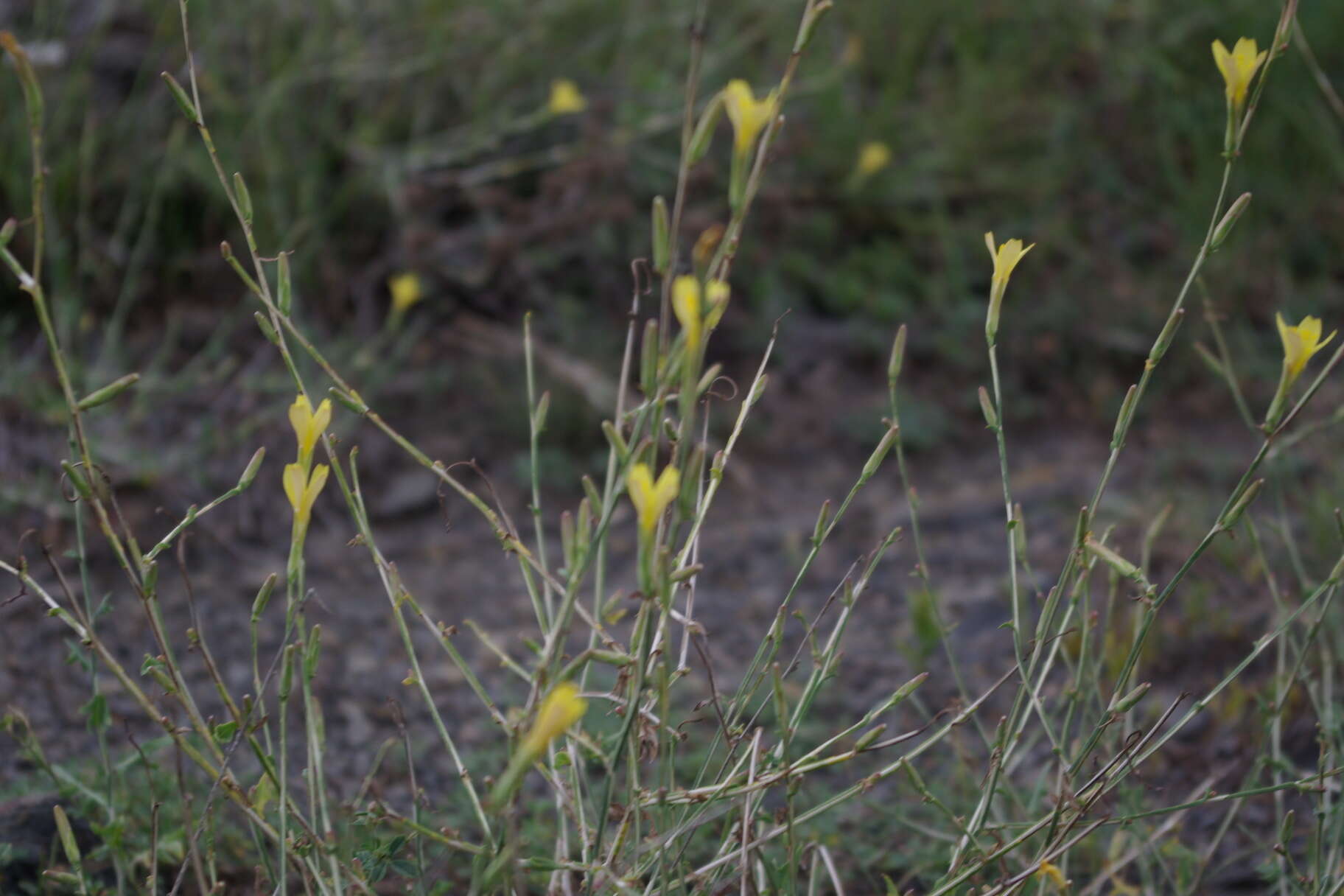 Image de Lactuca viminea subsp. viminea