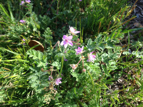 Imagem de Erodium cicutarium (L.) L'Her.