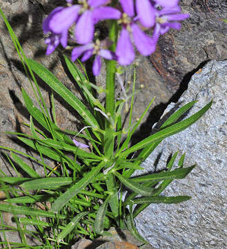 Image of Erysimum baeticum (Heywood) Polatschek