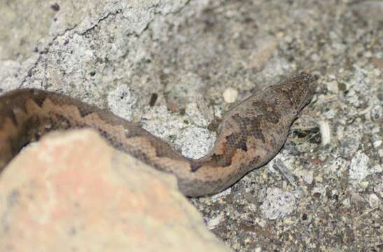 Image of Paulson's Bevel-nosed Boa