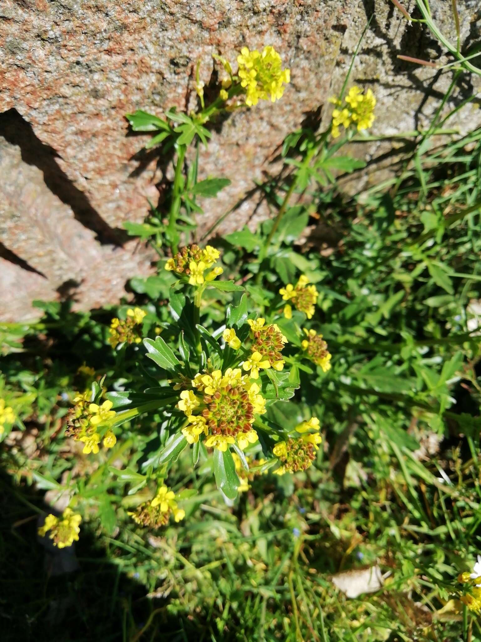 Image of medium flowered winter-cress