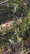 Image of Holly-leaved Hovea