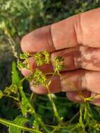 Image of narrow-fruited cornsalad