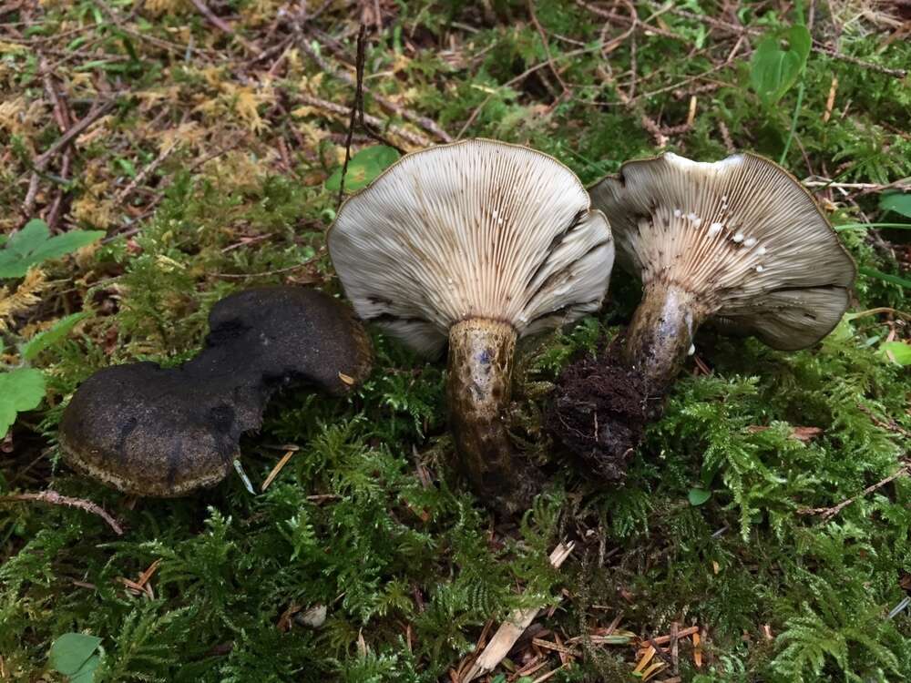 Слика од Lactarius olivaceoumbrinus Hesler & A. H. Sm. 1979