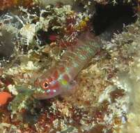 Image of Terry&#39;s dwarfgoby