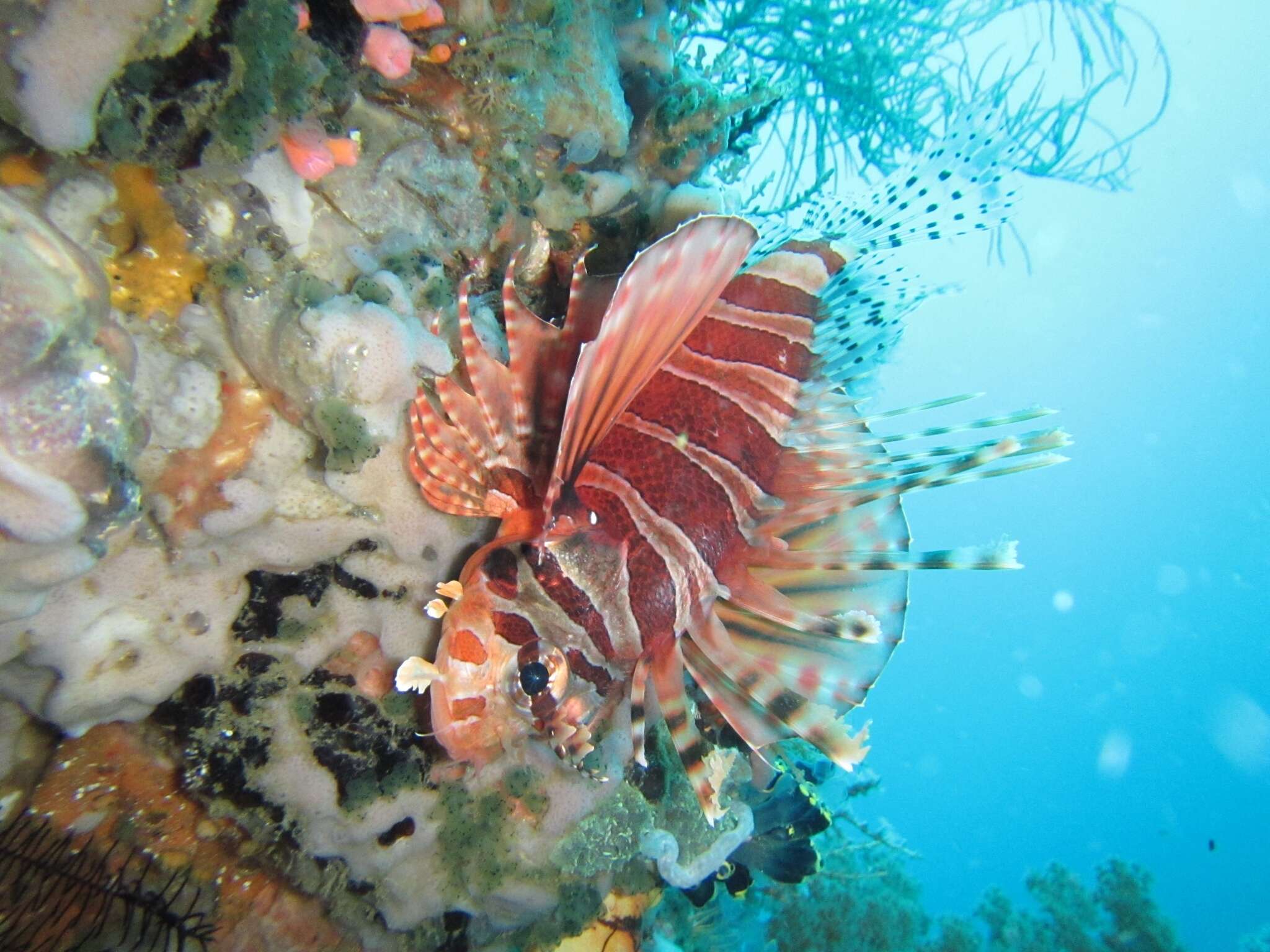 Dendrochirus zebra (Cuvier 1829) resmi