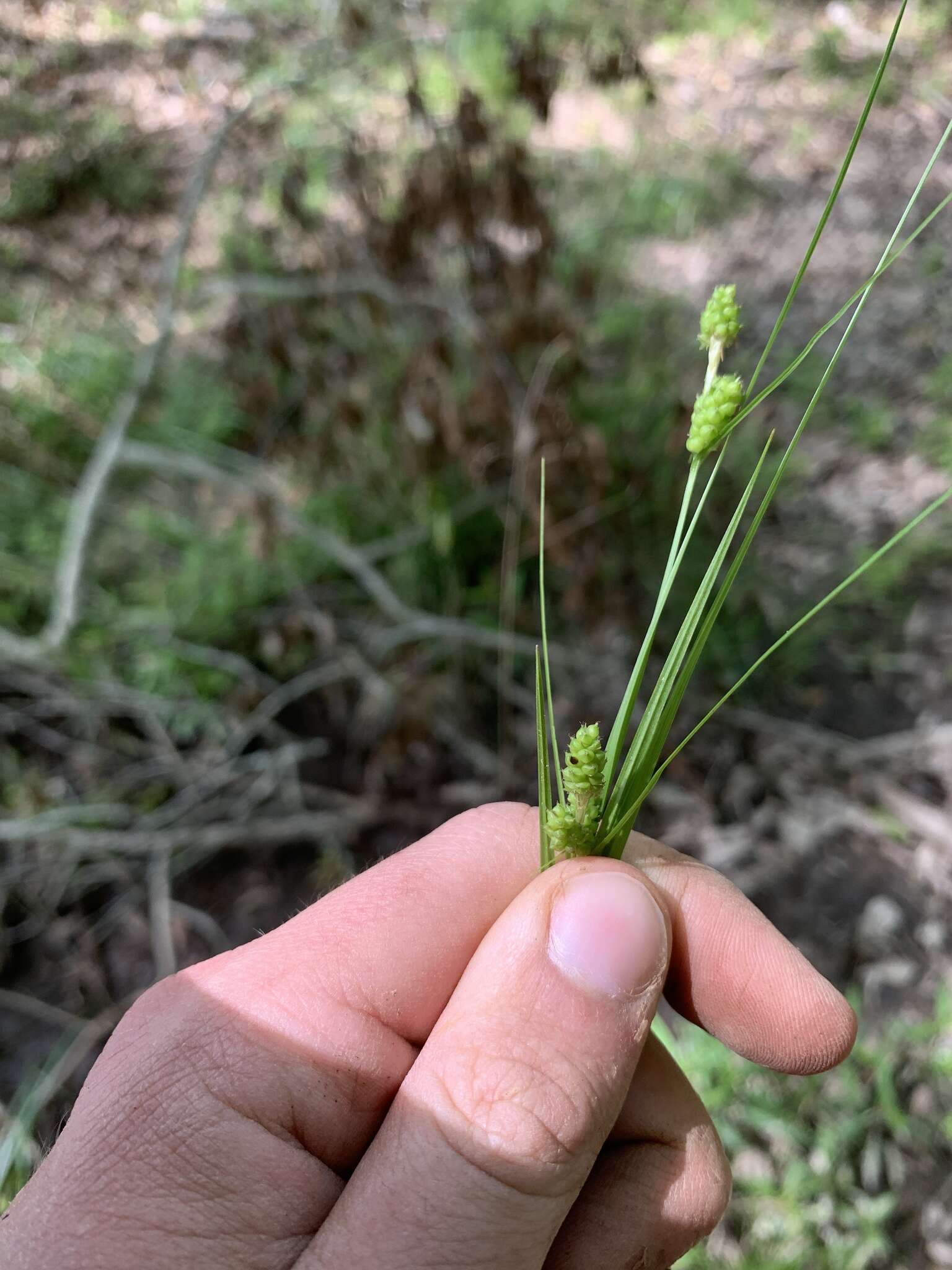 Carex caroliniana Schwein. resmi