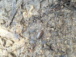 Image of Pill woodlouse