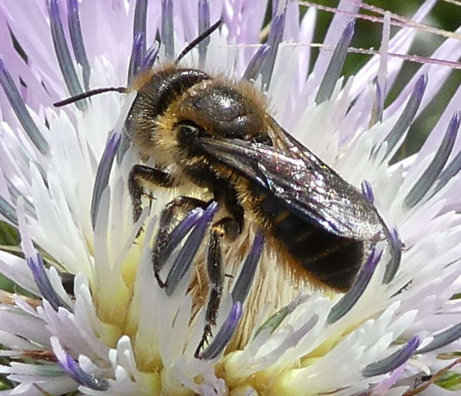 Image of Osmia niveata (Fabricius 1804)