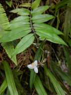 Image de Tripogandra grandiflora (Donn. Sm.) Woodson