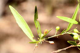 Слика од Denhamia silvestris (Lander & L. A. S. Johnson) M. P. Simmons