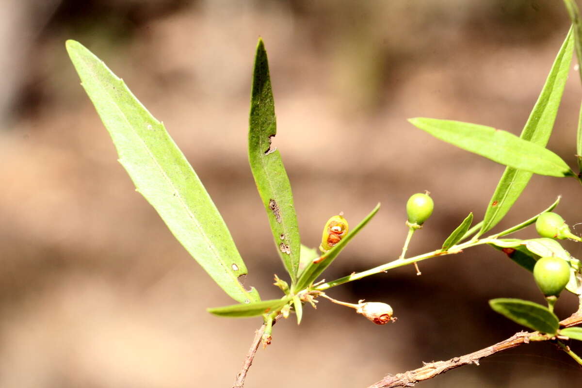 Image of Denhamia silvestris (Lander & L. A. S. Johnson) M. P. Simmons