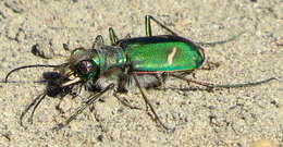 Image of Cowpath tiger beetle