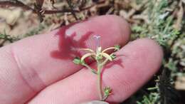 صورة Wahlenbergia albens (Spreng. ex A. DC.) Lammers