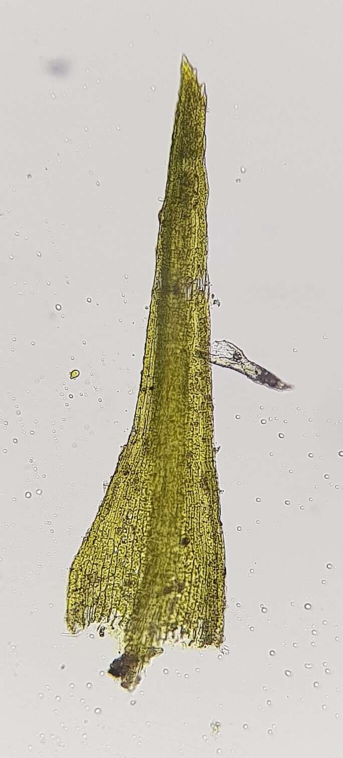 Image of <i>Dicranella staphylina</i>