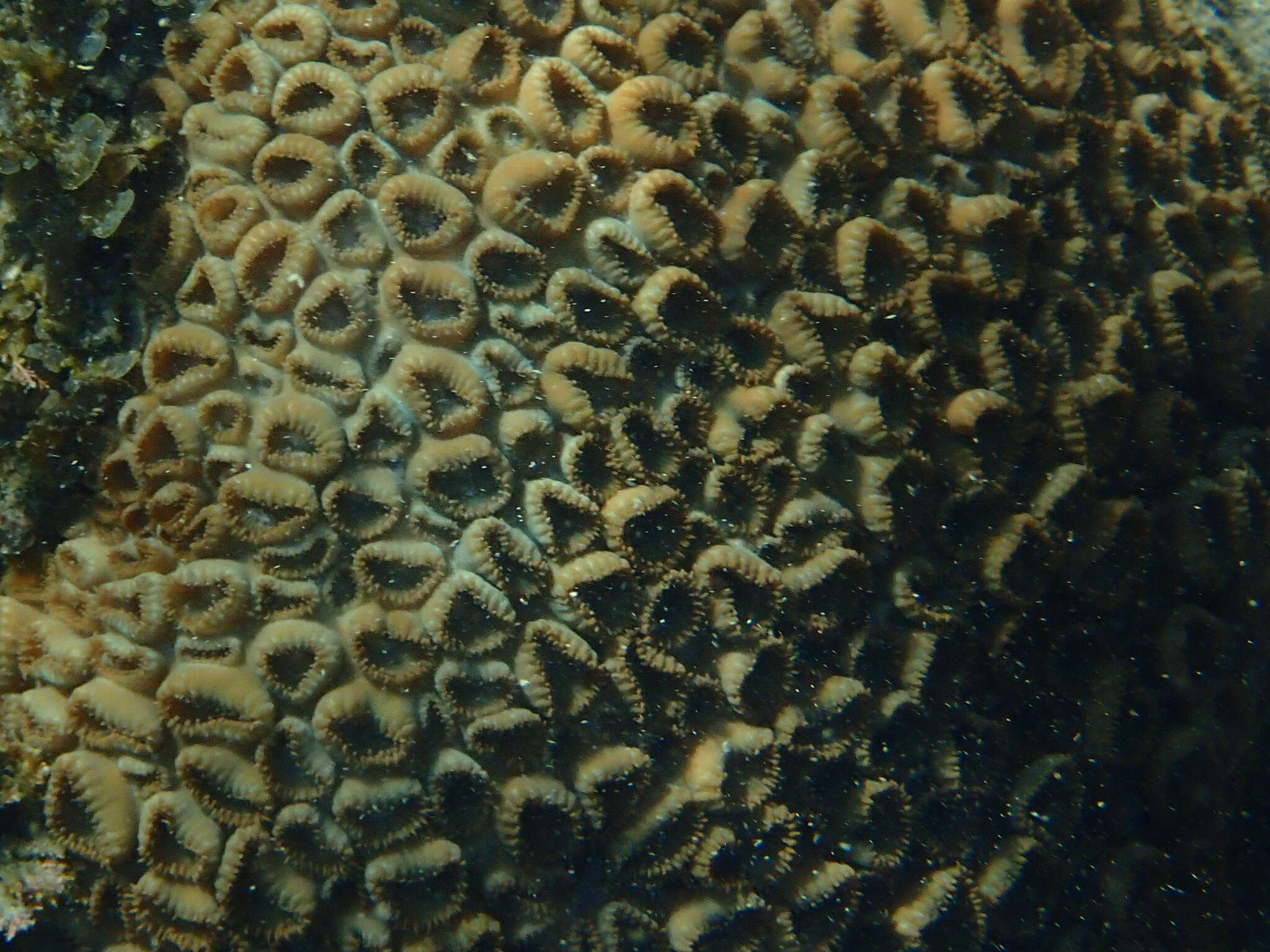 Image of Grey colonial zoanthid