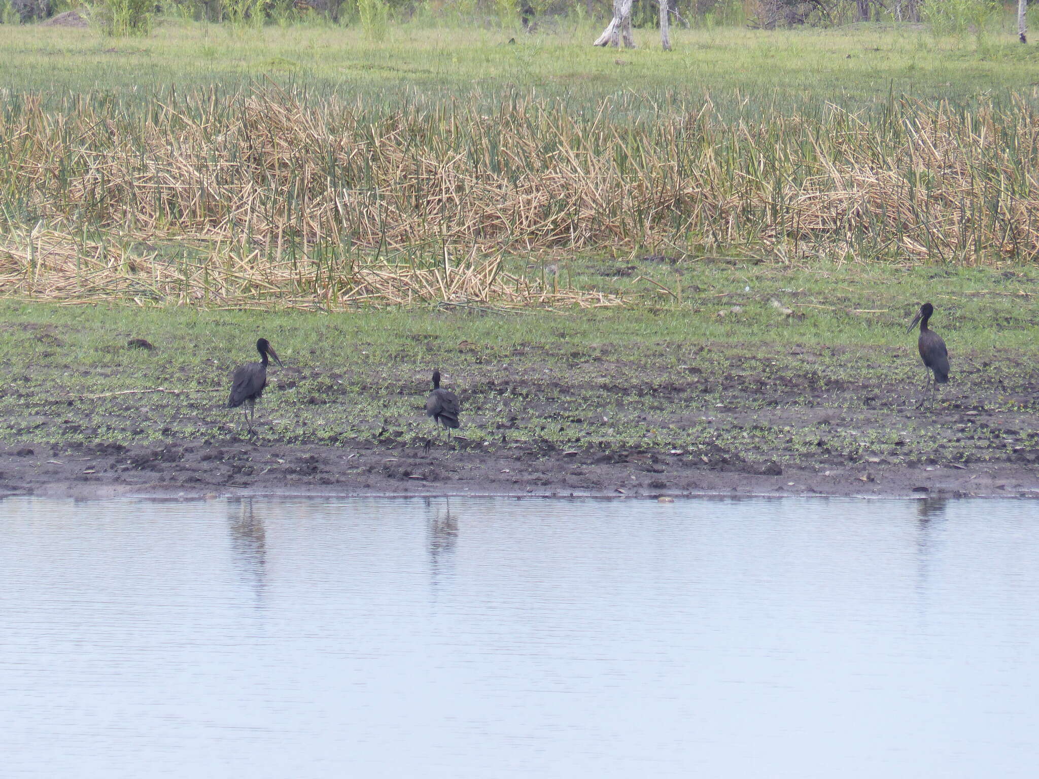 Image of Openbill stork