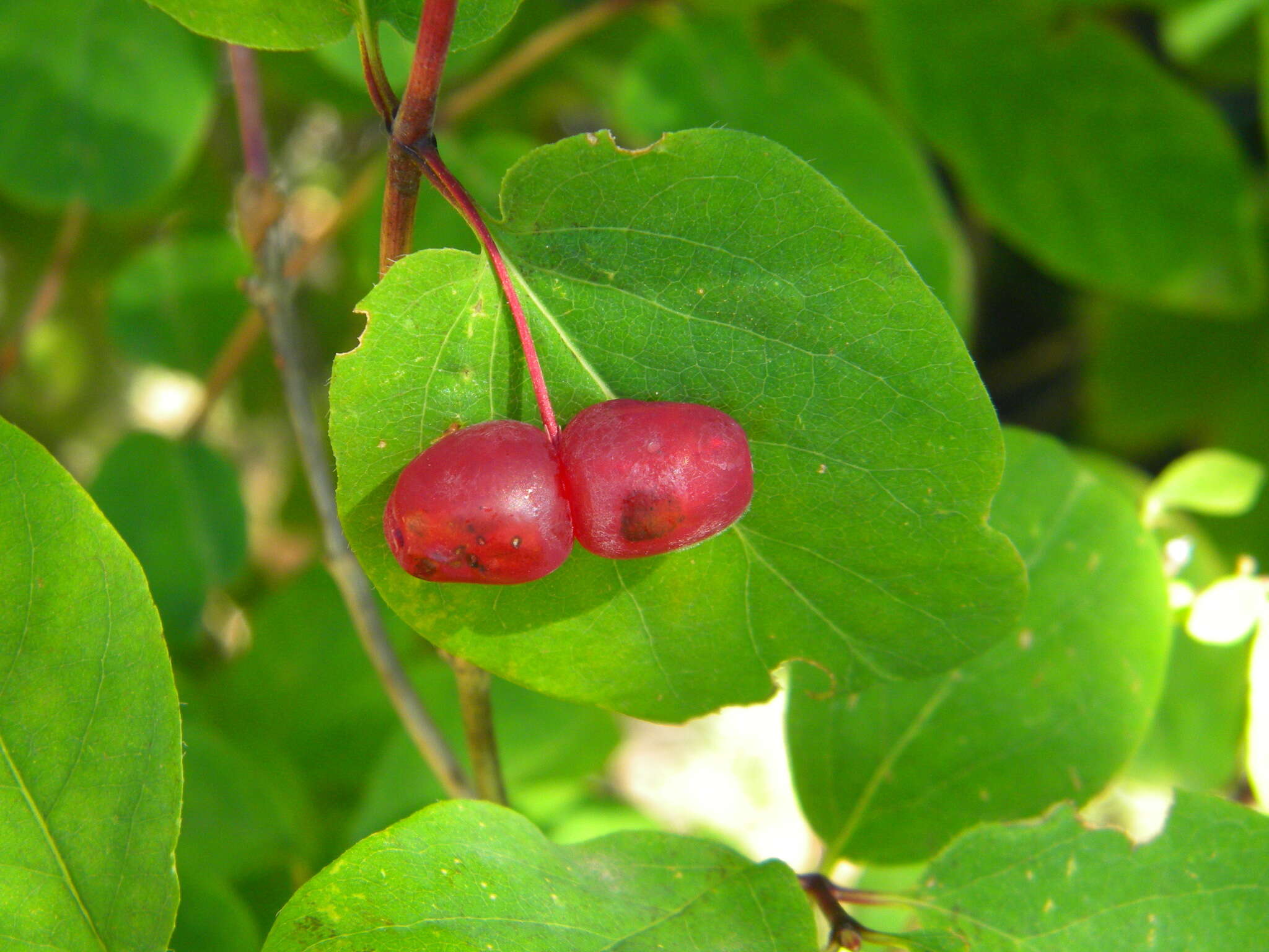 Слика од Lonicera utahensis S. Wats.