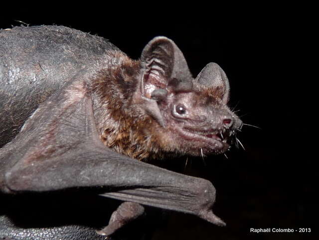 Image of Moloney's Mimic Bat