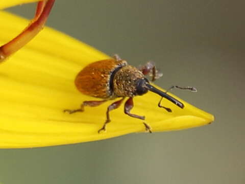 Image of Red Sunflower Seed Weevil