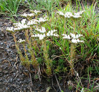 Sivun Petrosedum subulatum (C. A. Mey.) Afferni kuva