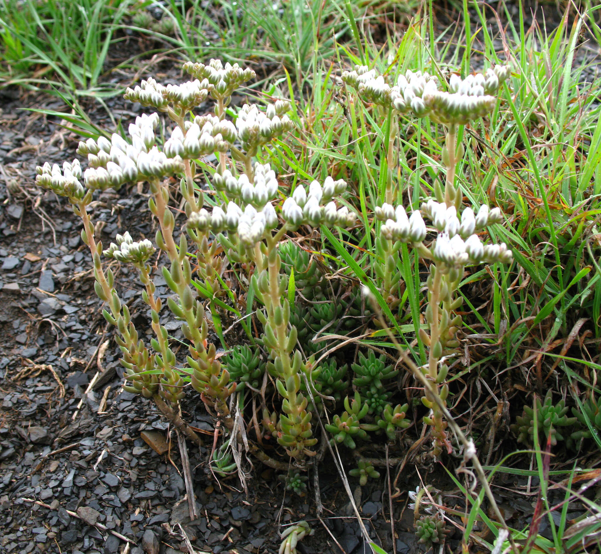 Sivun Petrosedum subulatum (C. A. Mey.) Afferni kuva