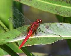 Imagem de Rhodothemis rufa (Rambur 1842)