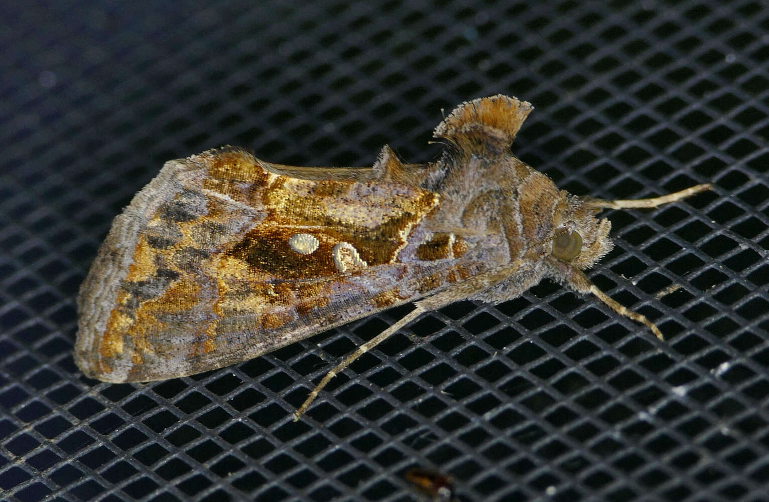 Image of Soybean Looper