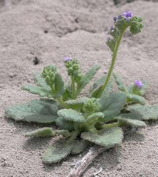 Image of Parish's Scorpion-Weed