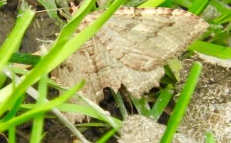 Image of Tissue Moth