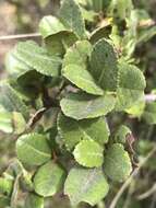 Image of Hesperomeles goudotiana (Decne.) Killip