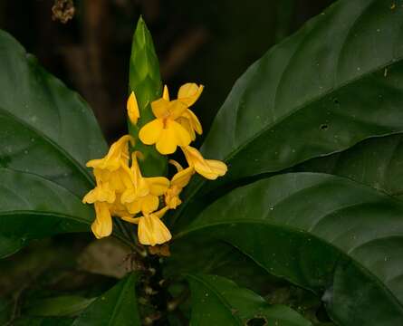 Aphelandra prismatica (Vell.) Hiern的圖片