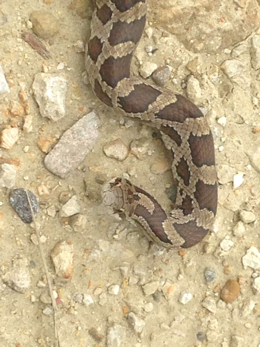 Image of Prairie Kingsnake