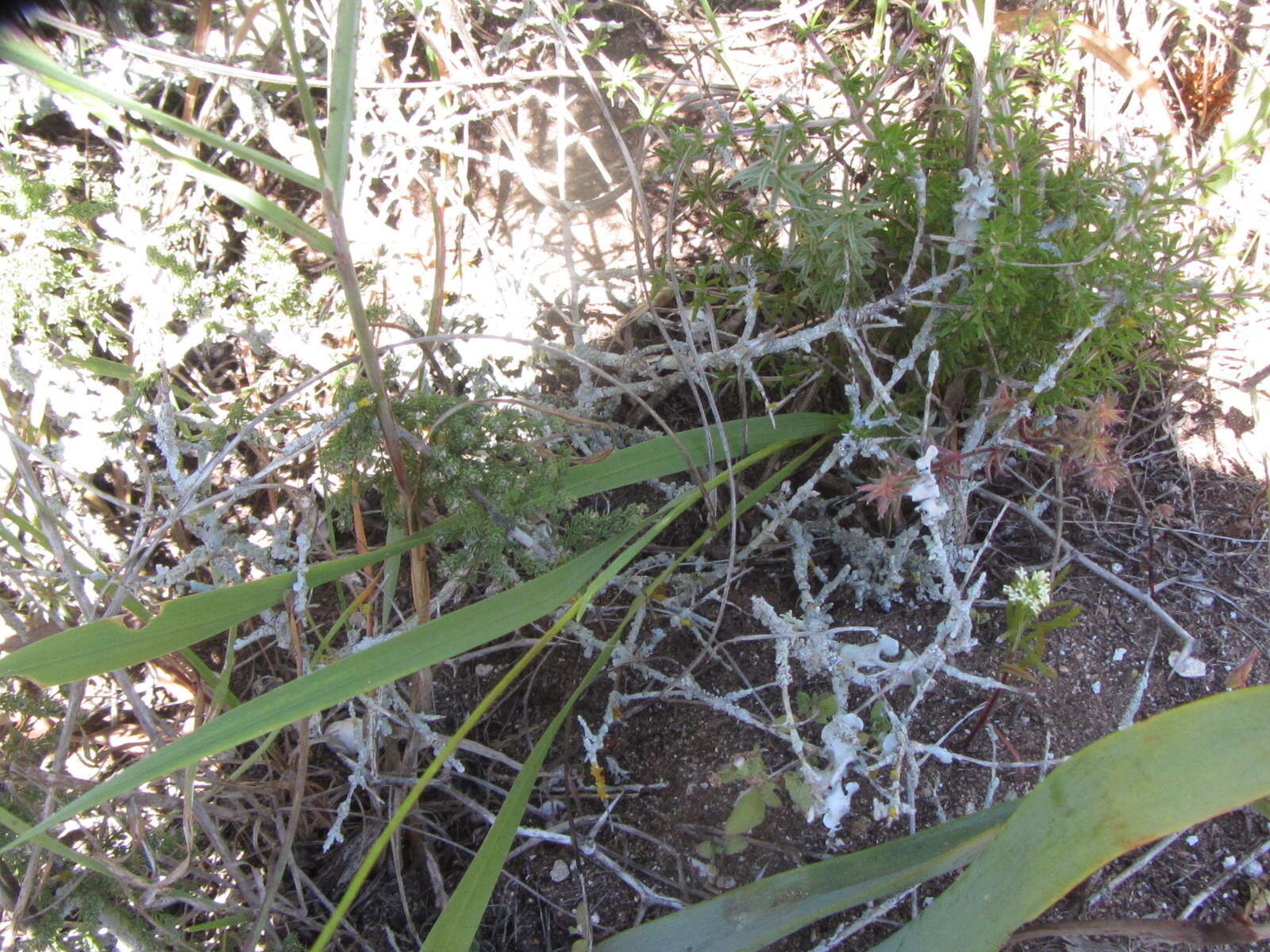 Image of Ixia purpureorosea G. J. Lewis