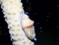 Image of Fingerprint cowry