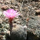 Image de Echinocereus adustus subsp. adustus