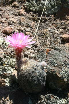 Echinocereus adustus subsp. adustus的圖片