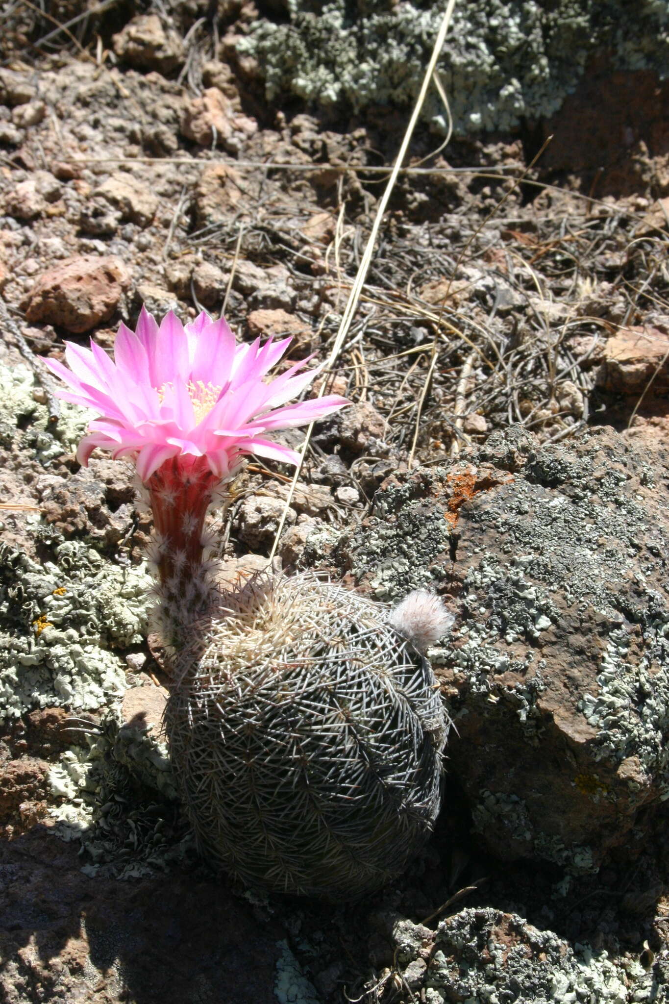 Echinocereus adustus subsp. adustus的圖片