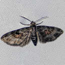 Image of Eupithecia albibaltea Prout 1958