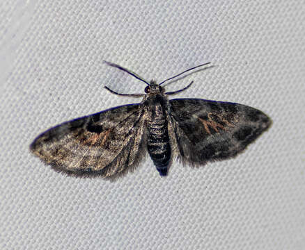 Image of Eupithecia albibaltea Prout 1958