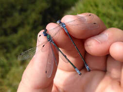 Image of Northern Spreadwing