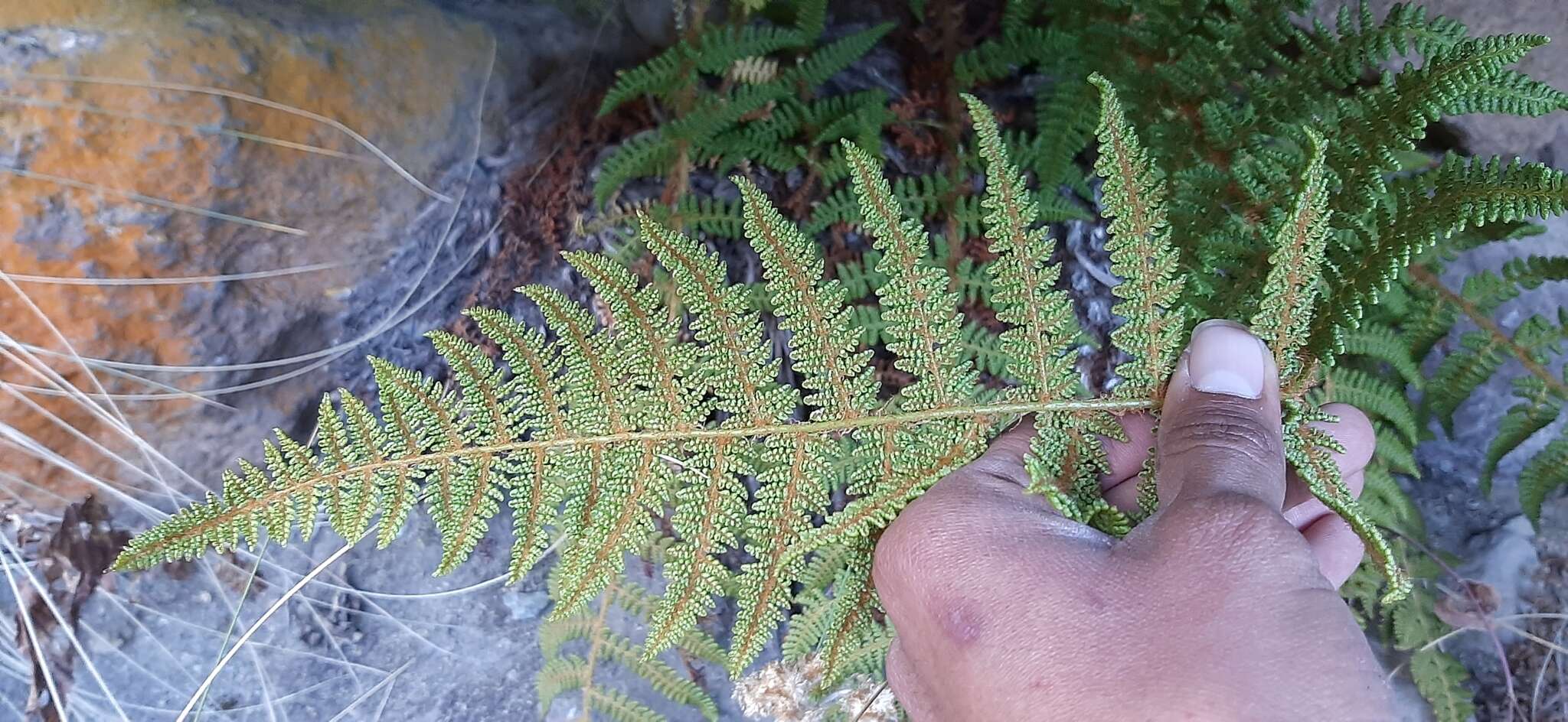 Image de Polystichum speciosissimum (A. Br. ex Kunze) Copel.