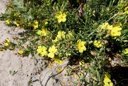 Image of Yellow Rock Rose