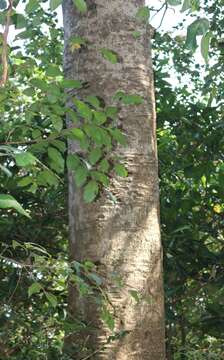 Image of Tetrameles