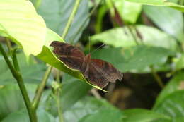 Imagem de Junonia stygia Aurivillius 1894