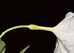 Image of Ipomoea lottiae J. A. Mc Donald